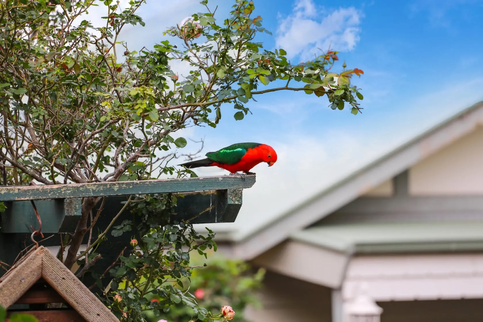 An Australian king parrot visiting the garden